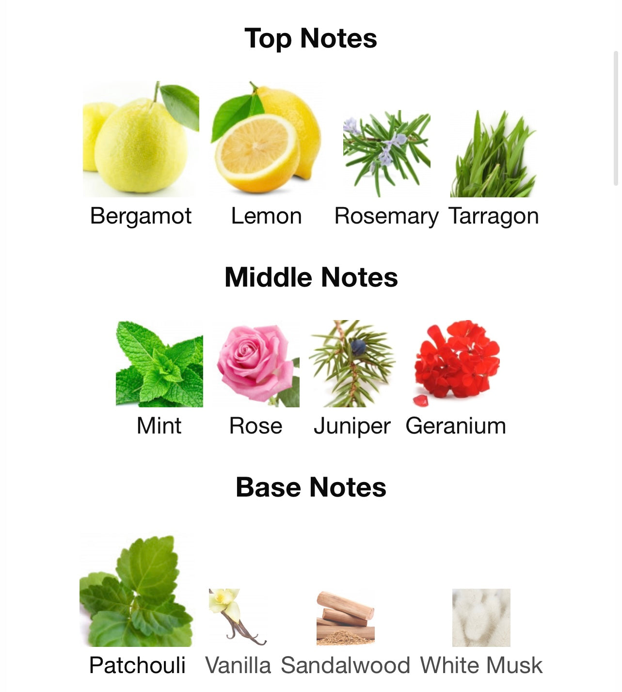 El Nabil Musc Abu Dhabi (Olja)