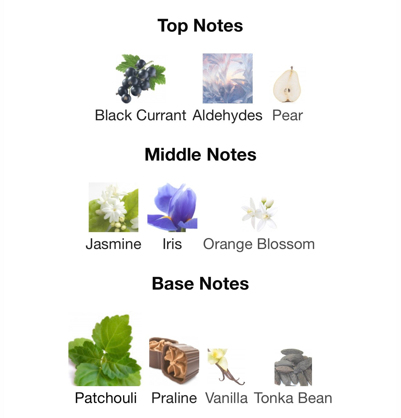 El Nabil Musc Bella (Olja)